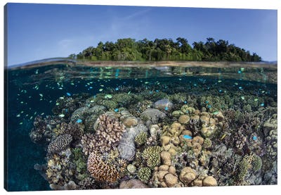A Diverse Coral Reef Grows In Shallow Water In The Solomon Islands II Canvas Art Print