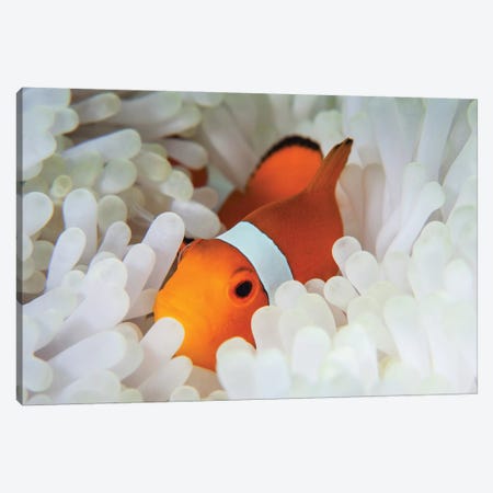 A False Clownfish Snuggles Amongst Its Host's Tentacles On A Reef Canvas Print #TRK2022} by Ethan Daniels Canvas Artwork