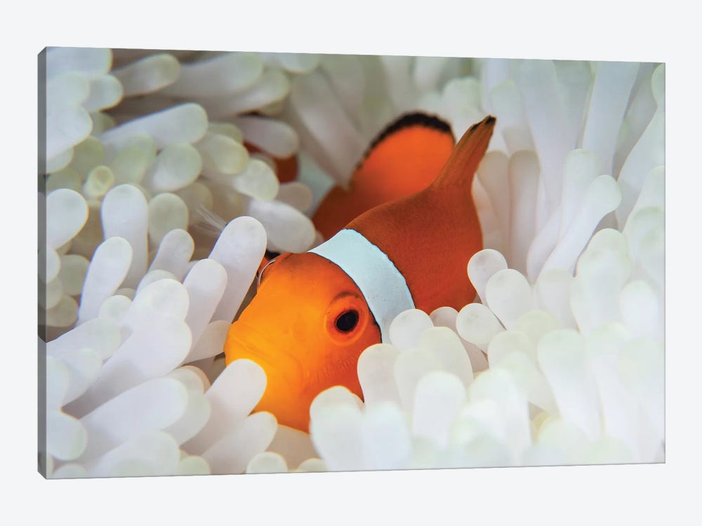A False Clownfish Snuggles Amongst Its Host's Tentacles On A Reef by Ethan Daniels 1-piece Canvas Print