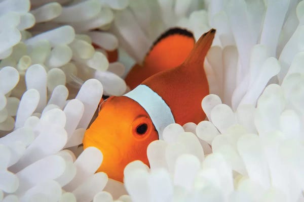 Clown Fish: A False Clownfish Snuggles Amongst Its Host's Tentacles On A Reef by Ethan Daniels