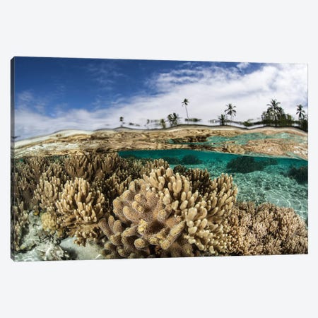 A Healthy Coral Reef Grows In The Solomon Islands I Canvas Print #TRK2024} by Ethan Daniels Canvas Art Print