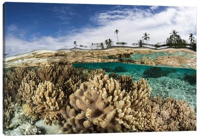 A Healthy Coral Reef Grows In The Solomon Islands I Canvas Art Print