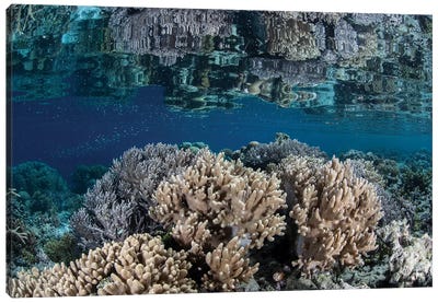 A Healthy Coral Reef Grows In The Solomon Islands II Canvas Art Print