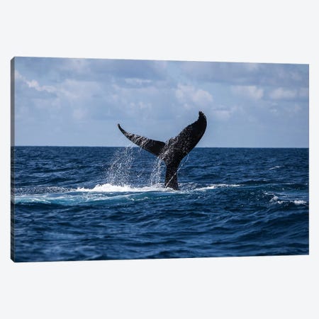 A Humpback Whale Slaps Its Tail On The Surface Of The Atlantic Ocean Canvas Print #TRK2027} by Ethan Daniels Canvas Art Print