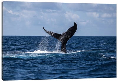 A Humpback Whale Slaps Its Tail On The Surface Of The Atlantic Ocean Canvas Art Print