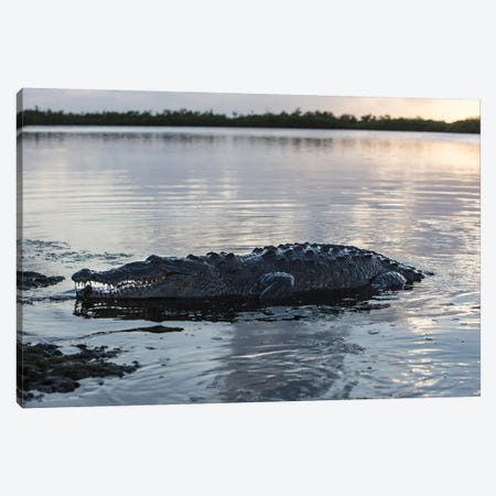 A Large American Crocodile Surfaces In Turneffe Atoll, Belize Canvas Print #TRK2030} by Ethan Daniels Canvas Art Print
