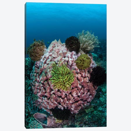 A Large Barrel Sponge Covered With Crinoids Canvas Print #TRK2031} by Ethan Daniels Art Print