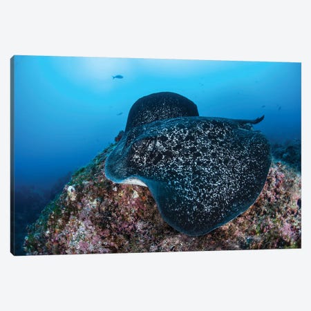 A Large Black-Blotched Stingray Swims Over The Rocky Seafloor Canvas Print #TRK2032} by Ethan Daniels Canvas Art Print