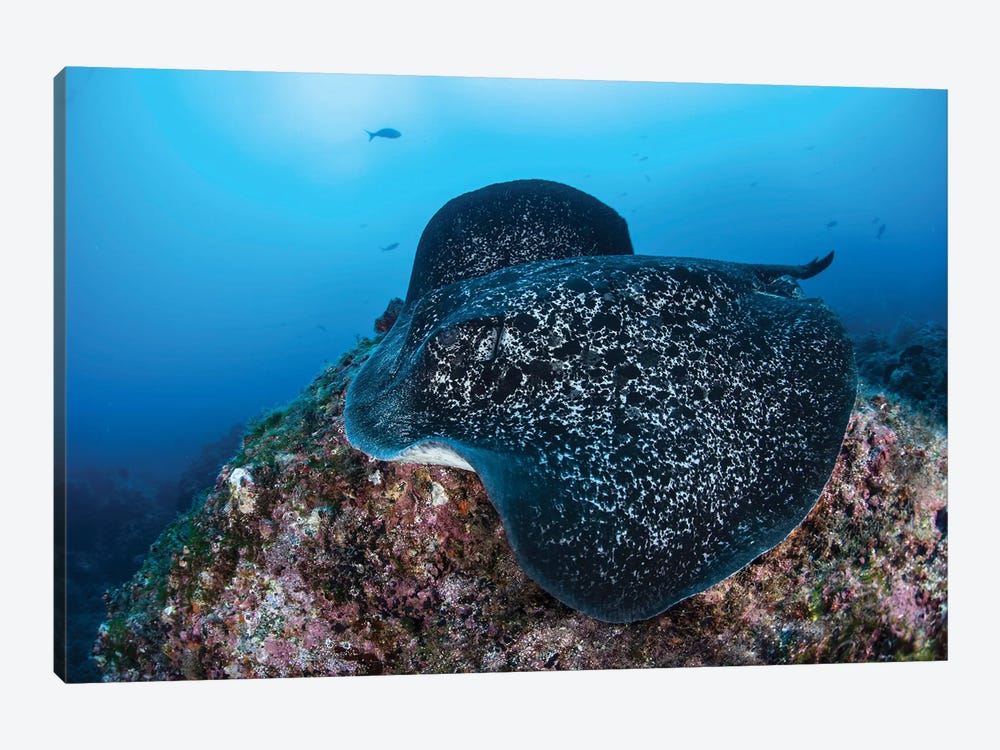 A Large Black-Blotched Stingray Swims Over The Rocky Seafloor by Ethan Daniels 1-piece Canvas Artwork