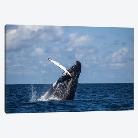 A Large Humpback Whale Breaches Out Of The Atlantic Ocean Canvas Print #TRK2033} by Ethan Daniels Art Print