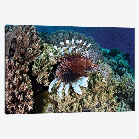 A Lionfish Swims Along The Edge Of A Reef In Wakatobi National Park, Indonesia Canvas Print #TRK2034} by Ethan Daniels Canvas Wall Art