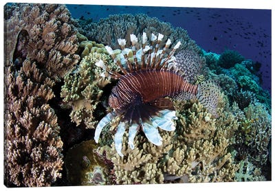 A Lionfish Swims Along The Edge Of A Reef In Wakatobi National Park, Indonesia Canvas Art Print