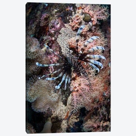 A Lionfish Swims On A Colorful Reef In The Solomon Islands Canvas Print #TRK2035} by Ethan Daniels Canvas Artwork