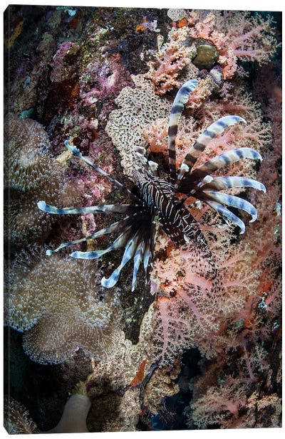 A Lionfish Swims On A Colorful Reef In The Solomon Islands Canvas Art Print - Camouflage