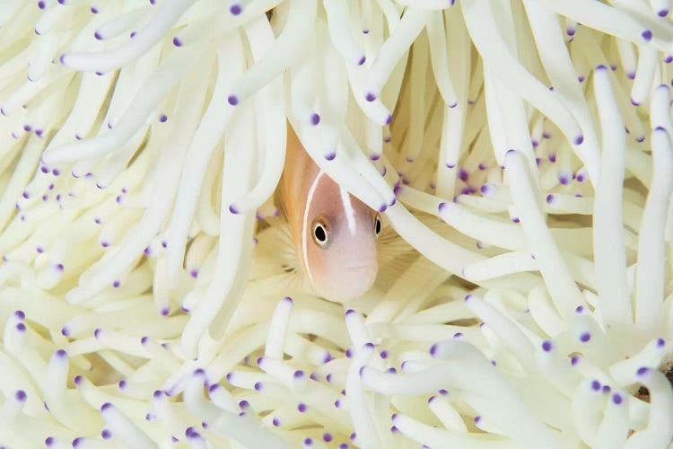 A Pink Anemonefish Swims Among The Tentacles Of Its Host Anemone