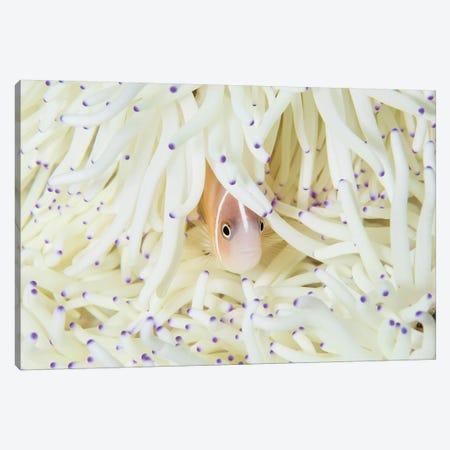 A Pink Anemonefish Swims Among The Tentacles Of Its Host Anemone Canvas Print #TRK2037} by Ethan Daniels Canvas Artwork