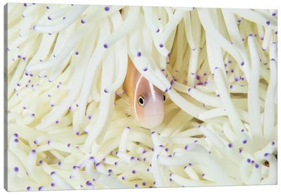 A Pink Anemonefish Swims Among The Tentacles Of Its Host Anemone Canvas Art Print