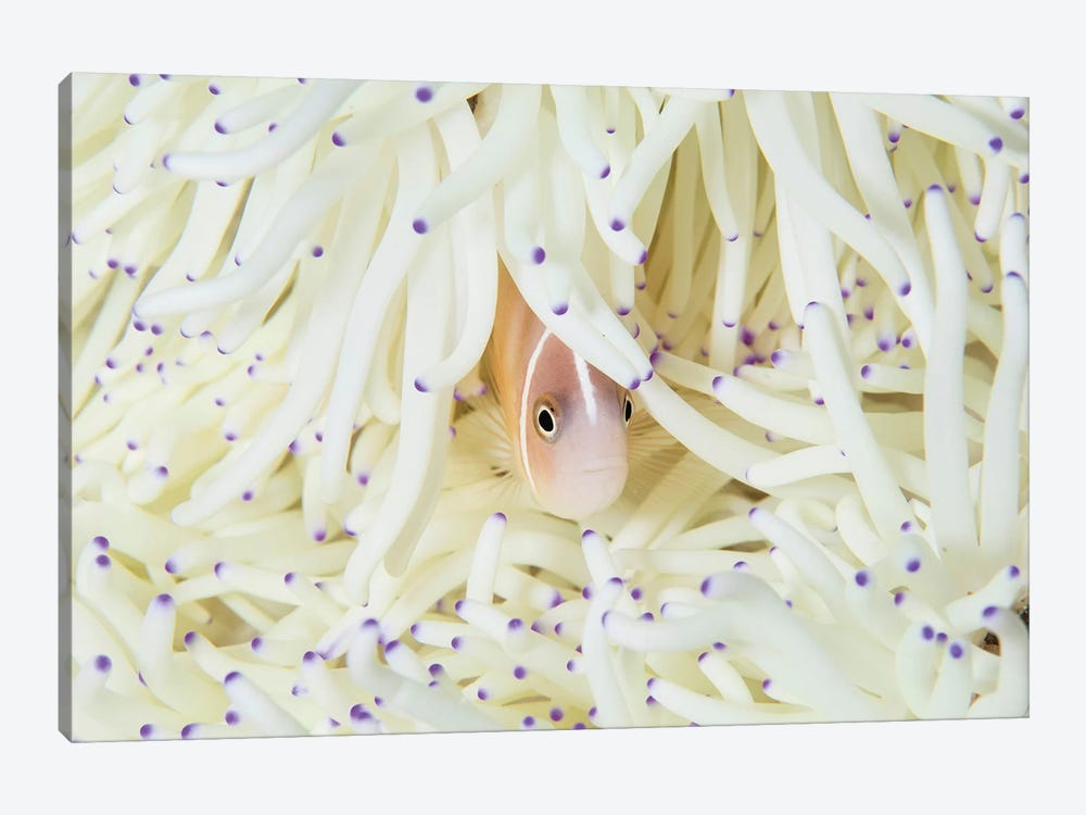 A Pink Anemonefish Swims Among The Tentacles Of Its Host Anemone by Ethan Daniels 1-piece Canvas Print