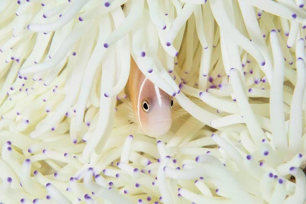 Sea Anemones