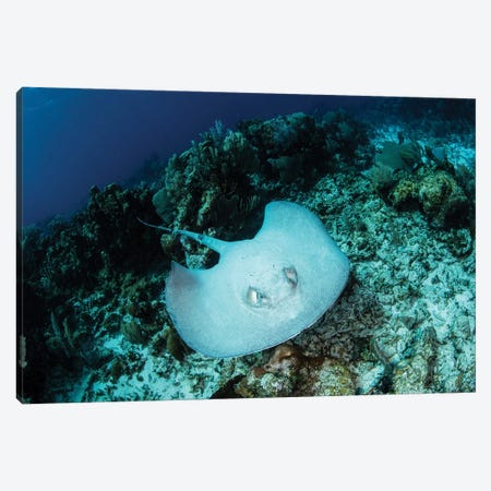 A Roughtail Stingray Swims Over The Seafloor Near Turneffe Atoll Canvas Print #TRK2038} by Ethan Daniels Art Print