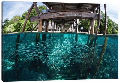 A School Of Silversides Beneath A Wooden Jetty In Raja Ampat, Indonesia Canvas Art Print - Indonesia Art