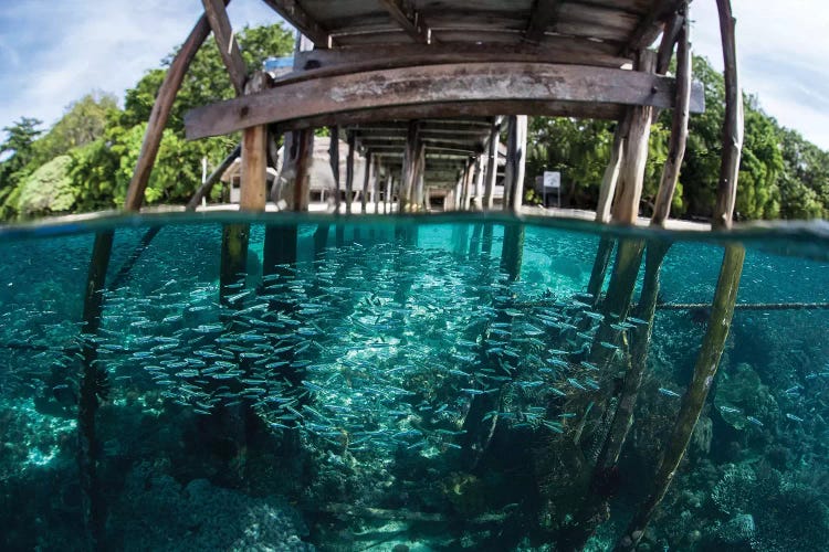 A School Of Silversides Beneath A Wooden Jetty In Raja Ampat, Indonesia