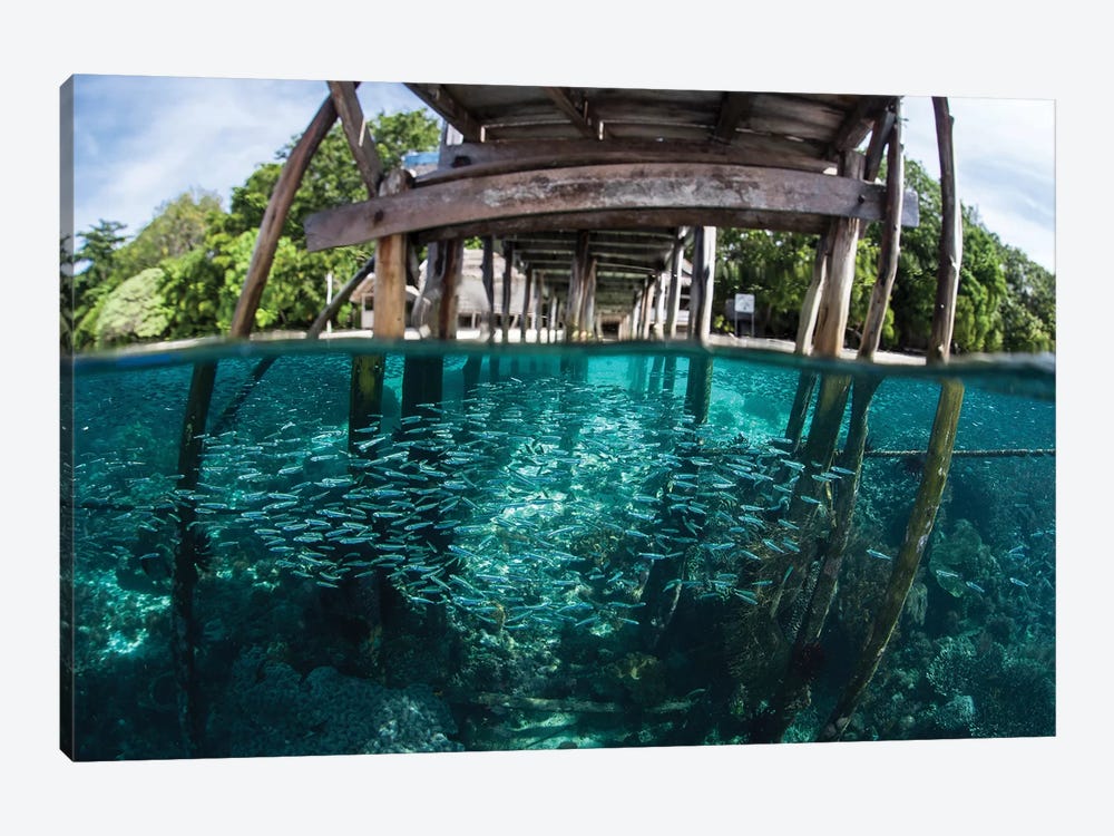 A School Of Silversides Beneath A Wooden Jetty In Raja Ampat, Indonesia by Ethan Daniels 1-piece Canvas Art Print