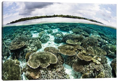 A Shallow Coral Reef Thrives In Wakatobi National Park, Indonesia Canvas Art Print