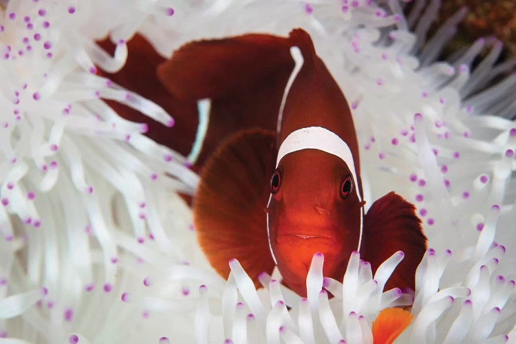 A Spine-Cheeked Anemonefish Swims Among The Tentacles Of Its Host Anemone