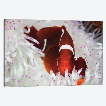 A Spine-Cheeked Anemonefish Swims Among The Tentacles Of Its Host Anemone Canvas Print #TRK2041} by Ethan Daniels Canvas Artwork