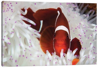 A Spine-Cheeked Anemonefish Swims Among The Tentacles Of Its Host Anemone Canvas Art Print