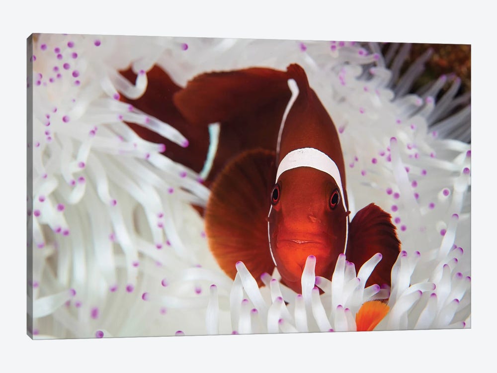 A Spine-Cheeked Anemonefish Swims Among The Tentacles Of Its Host Anemone by Ethan Daniels 1-piece Canvas Artwork