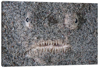 A Stargazer Fish Camouflages Itself In The Sand Canvas Art Print