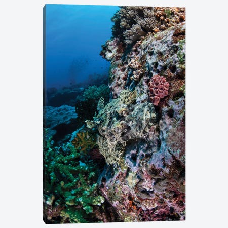 A Well-Camouflaged Crocodilefish Lies On A Coral Reef In Indonesia Canvas Print #TRK2045} by Ethan Daniels Canvas Art Print