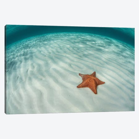 A West Indian Starfish On The Seafloor In Turneffe Atoll, Belize Canvas Print #TRK2046} by Ethan Daniels Canvas Print
