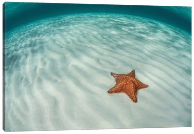 A West Indian Starfish On The Seafloor In Turneffe Atoll, Belize Canvas Art Print