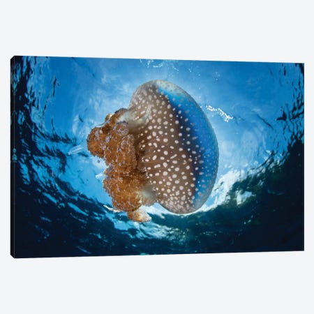 A White-Spotted Jellyfish Drifts In A Strong Current In The Lesser Sunda Islands Canvas Print #TRK2047} by Ethan Daniels Art Print