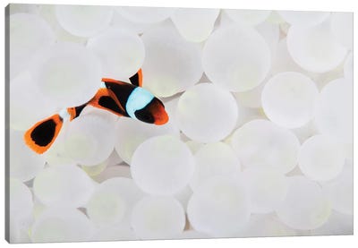 A Young False Clownfish Snuggles Into Its Host Anemone Canvas Art Print