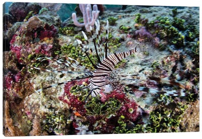 A Young Lionfish (Pterois Volitans) Swims On A Colorful Reef In Raja Ampat, Indonesia Canvas Art Print