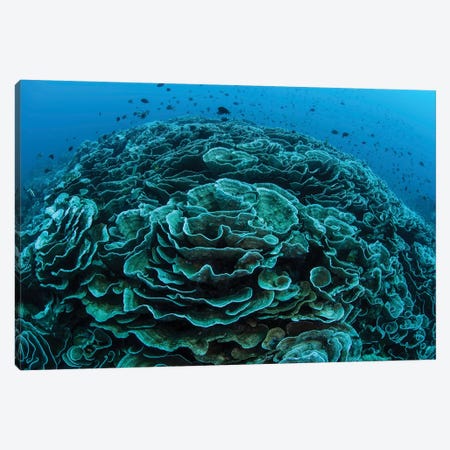 Corals Are Beginning To Bleach On A Reef In Indonesia I Canvas Print #TRK2052} by Ethan Daniels Canvas Print