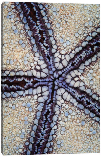 Detail Of A Pin Cushion Sea Star In Wakatobi National Park, Indonesia Canvas Art Print