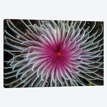 Detail Of The Spiral Tentacles Arrangement Of A Feather Duster Worm II Canvas Print #TRK2059} by Ethan Daniels Art Print