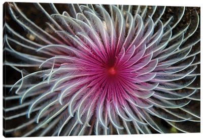 Detail Of The Spiral Tentacles Arrangement Of A Feather Duster Worm II Canvas Art Print