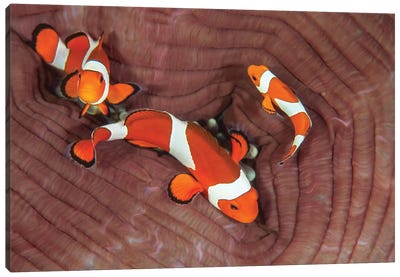 False Clownfish Swimming Around Their Host Anemone Canvas Art Print