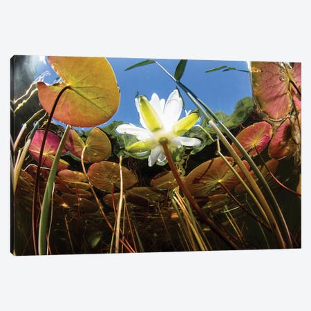Flowering Lily Pads Grow Along The Edge Of A Freshwater Lake In New England Canvas Print #TRK2062} by Ethan Daniels Canvas Artwork