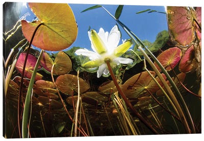 Flowering Lily Pads Grow Along The Edge Of A Freshwater Lake In New England Canvas Art Print