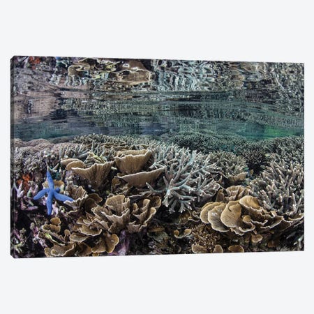 Fragile Corals Grow In Shallow Water In Komodo National Park I Canvas Print #TRK2064} by Ethan Daniels Canvas Art Print
