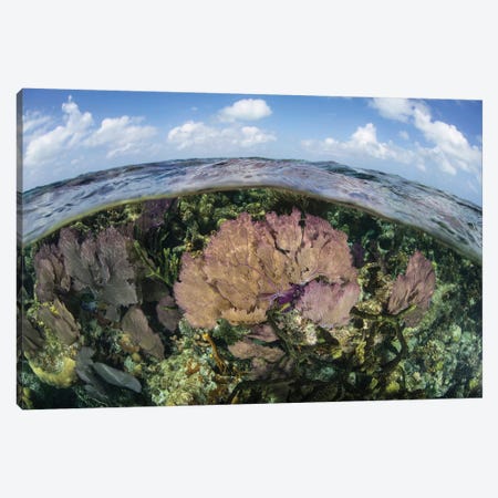 Gorgonians And Reef-Building Corals Near The Blue Hole In Belize Canvas Print #TRK2068} by Ethan Daniels Canvas Wall Art