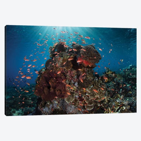 Reef Fish Swimming Above A Coral Reef In The Lesser Sunda Islands Canvas Print #TRK2069} by Ethan Daniels Canvas Artwork