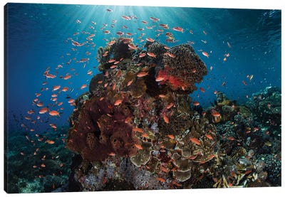 Reef Fish Swimming Above A Coral Reef In The Lesser Sunda Islands Canvas Art Print